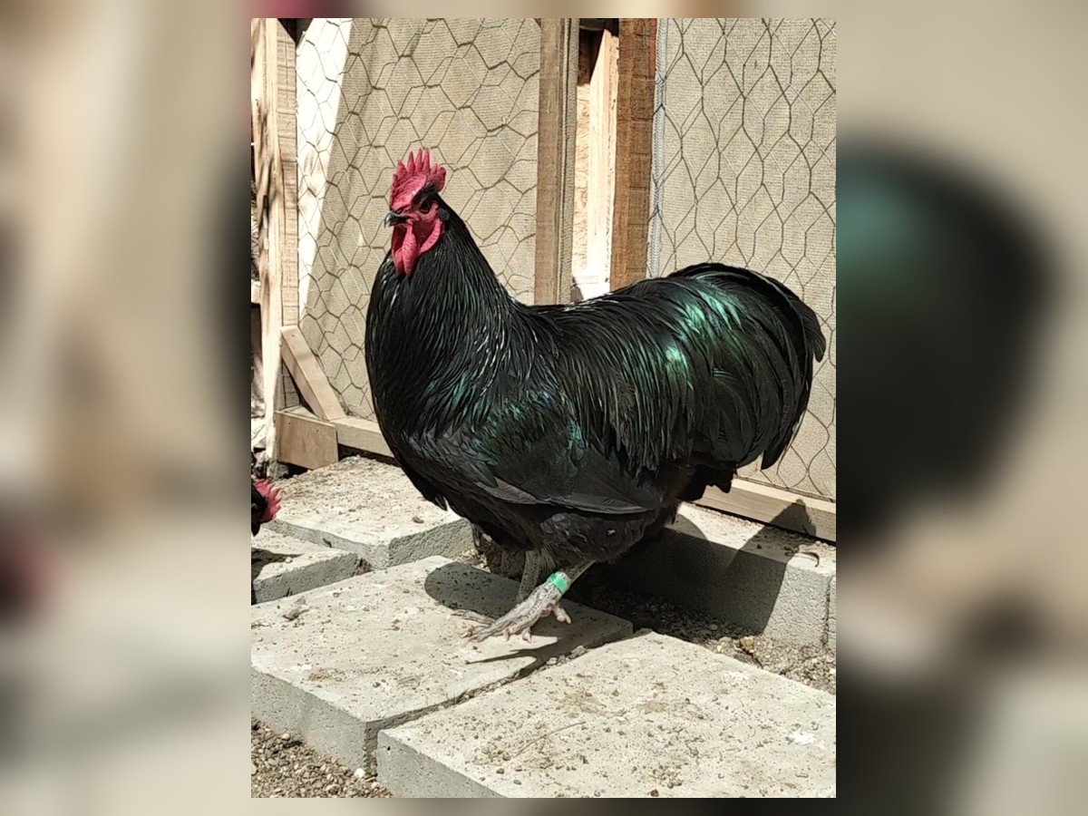 Ovos férteis Australorp