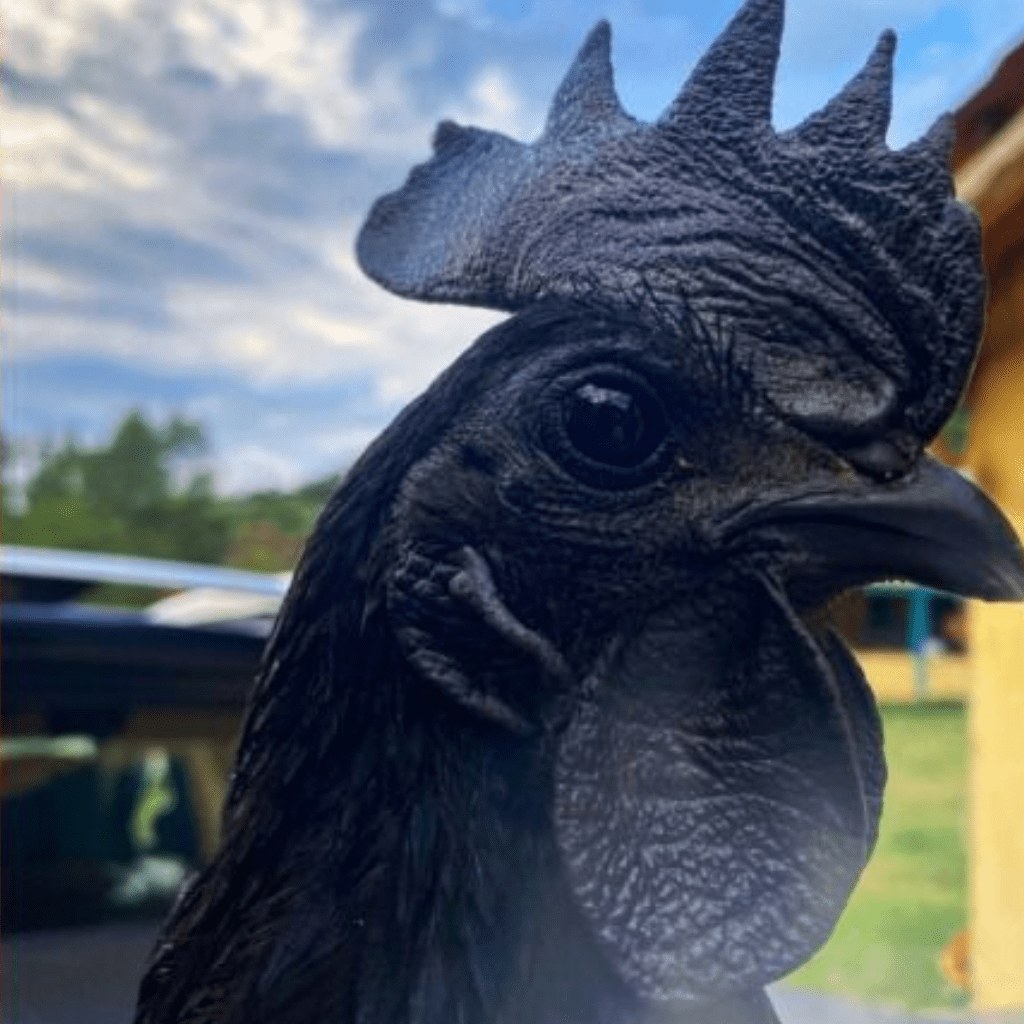 Ovos férteis Ayam Cemani