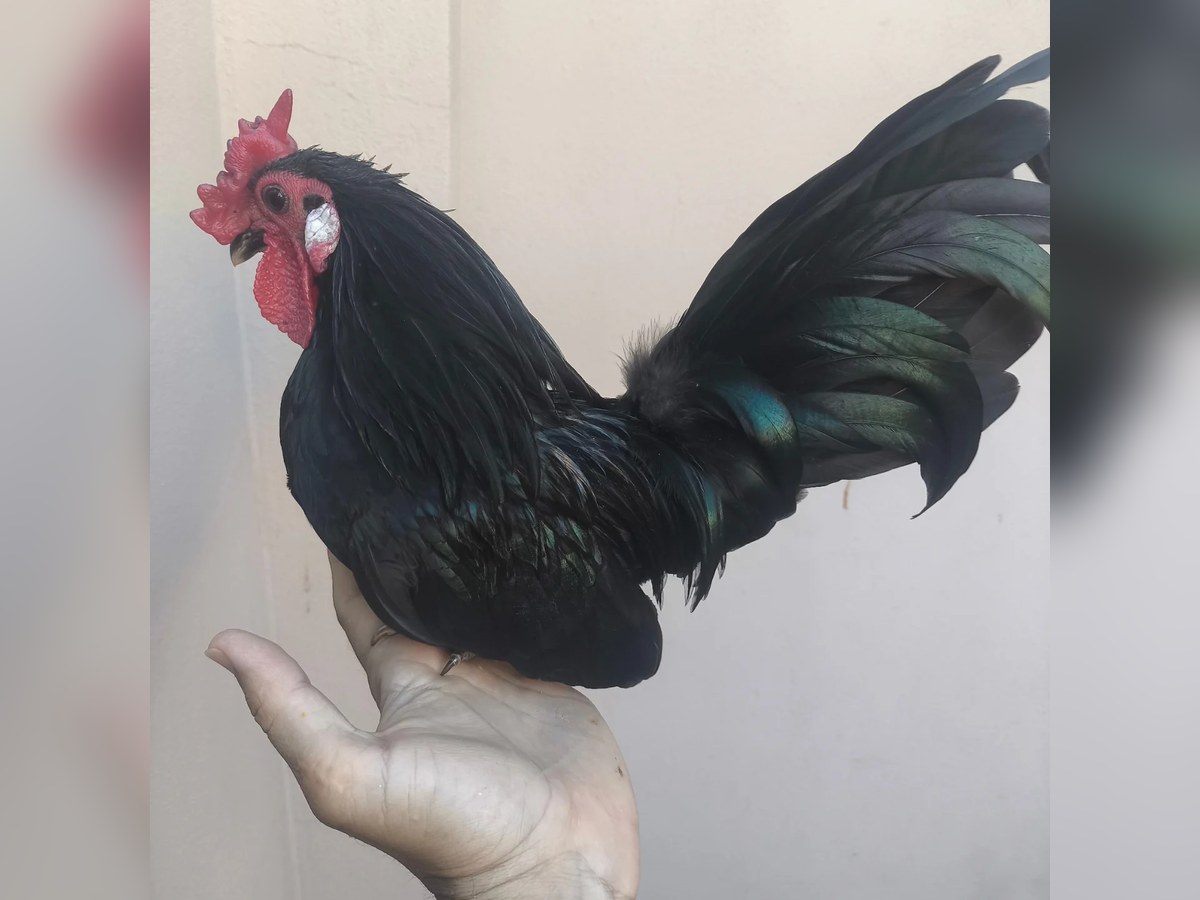 Ovos férteis Garnisé