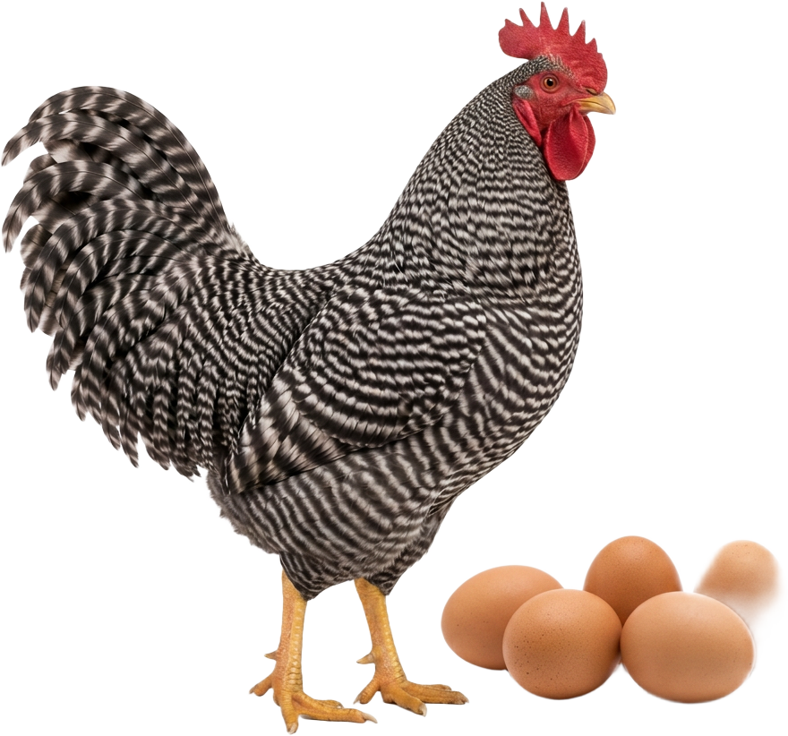 Galo Plymouth Rock Barrada e ovos férteis — imagem ilustrativa
